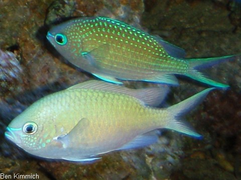 Chromis viridis, gr nes Schwalbenschw nzchen
